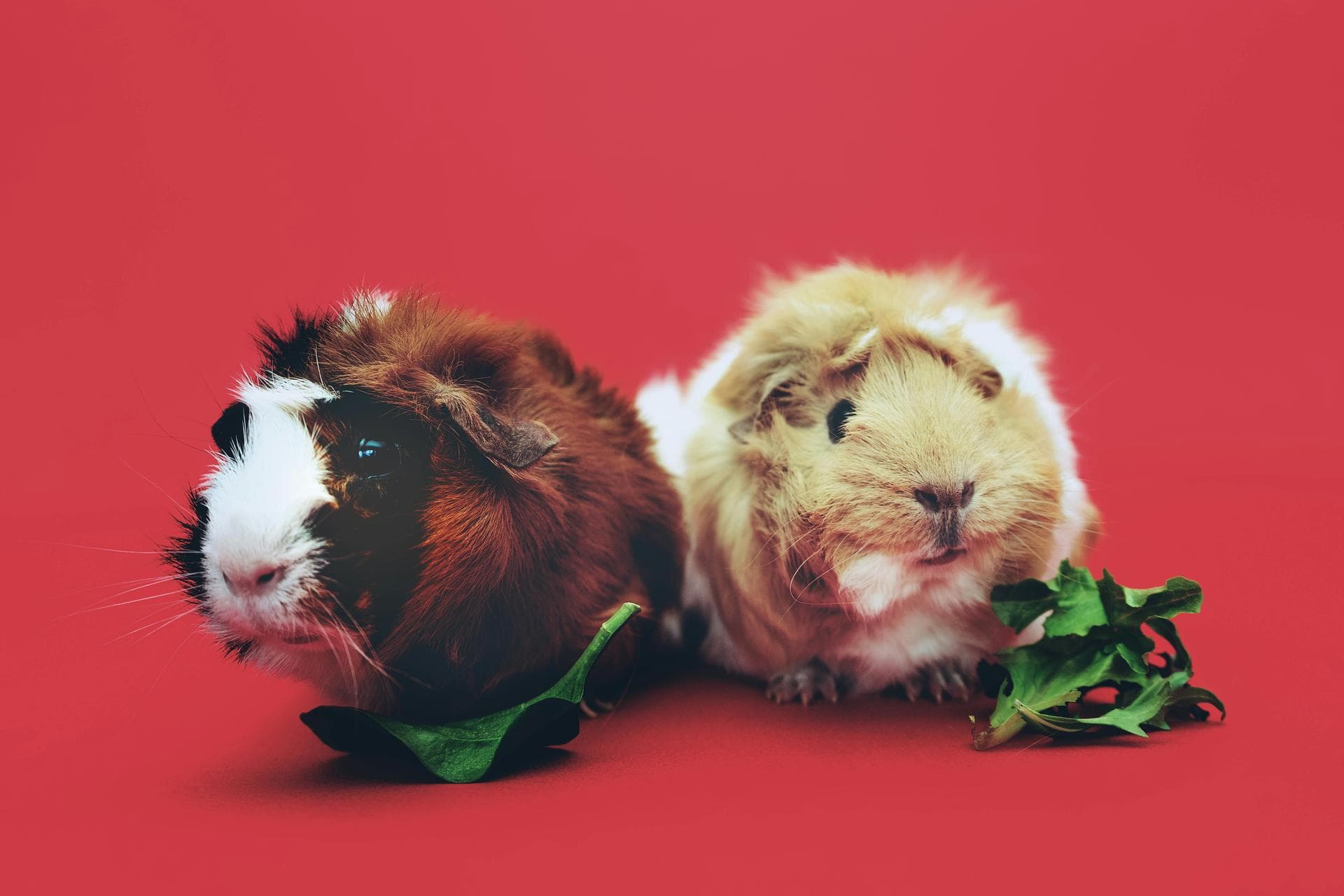 Dog & Cat Vets in Corvallis